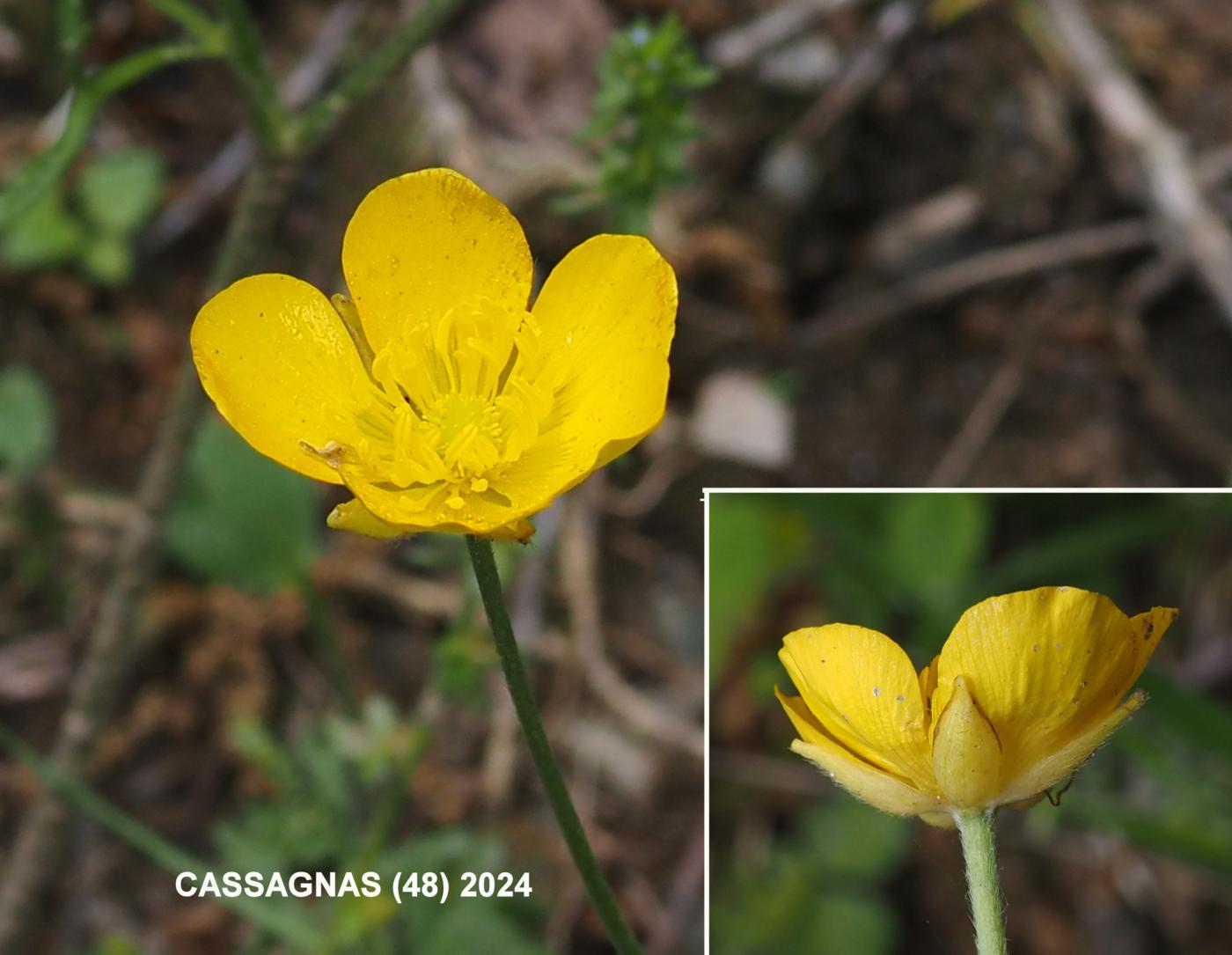 Buttercup, Jersey flower